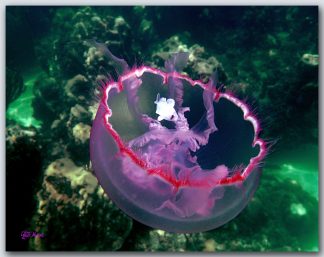 "Jelly 1"