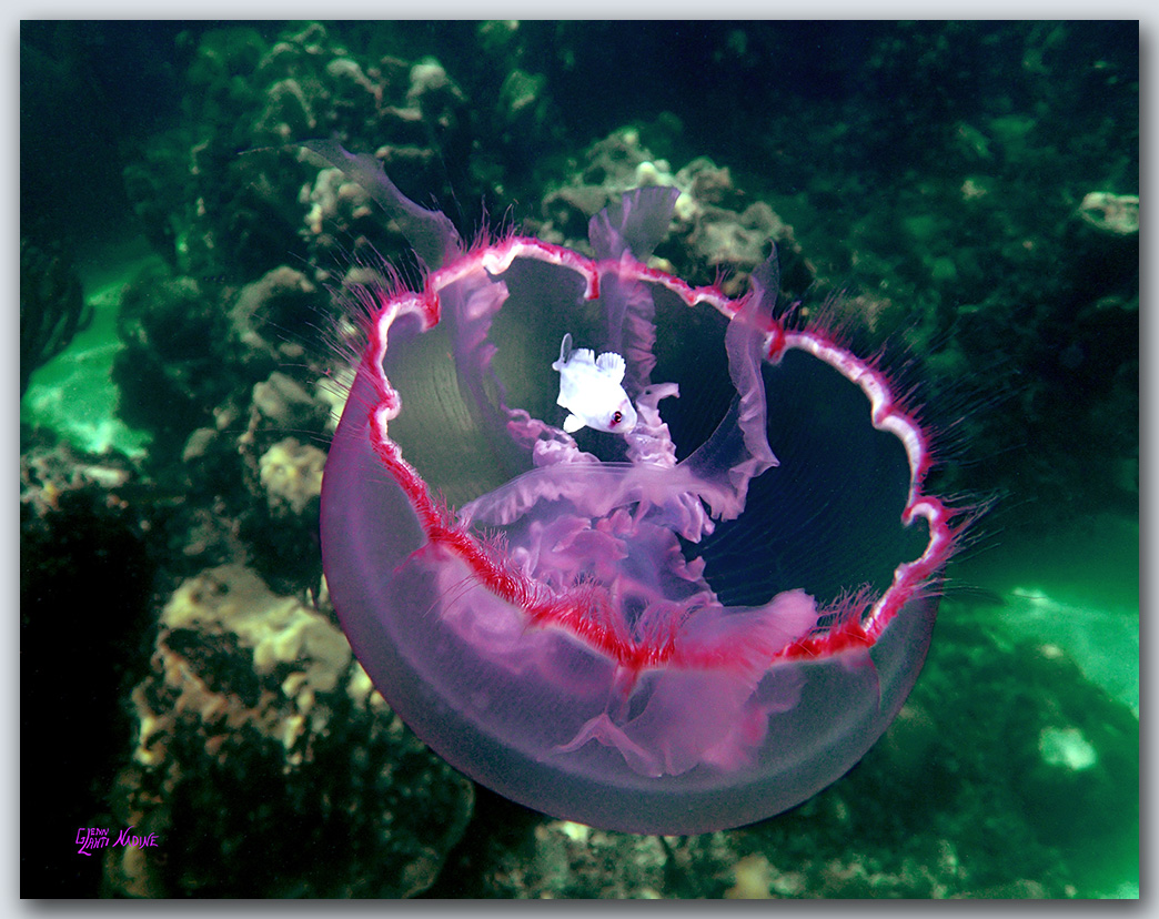 "Jelly 1"