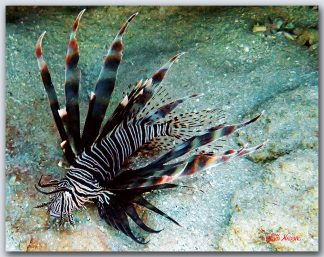 "Lionfish"