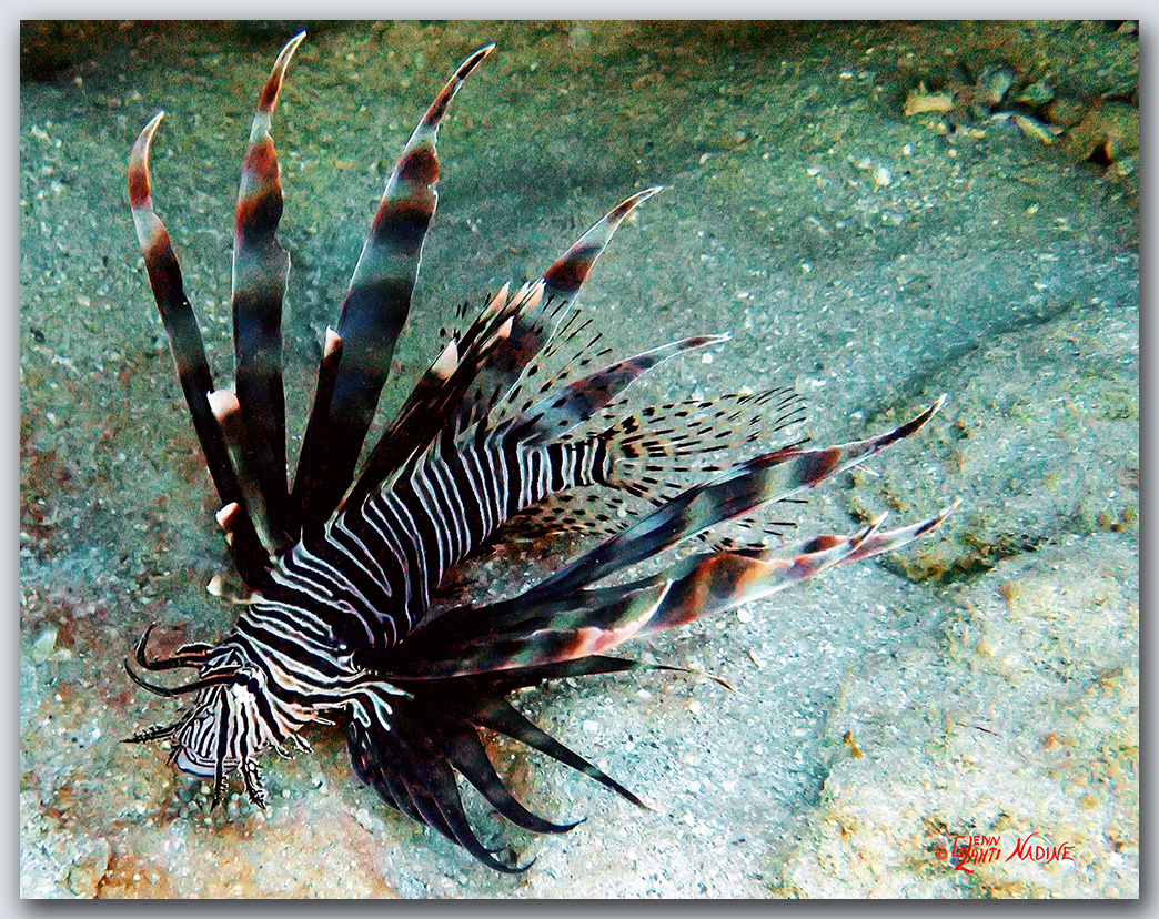"Lionfish"