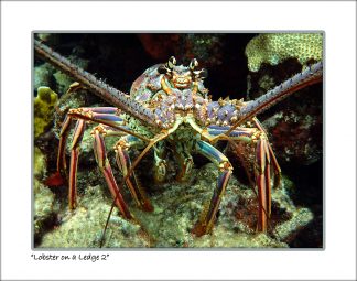 "Lobster On A Ledge"