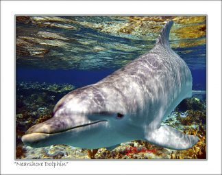 "Nearshore Dolphin"