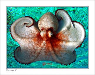"Octopus"