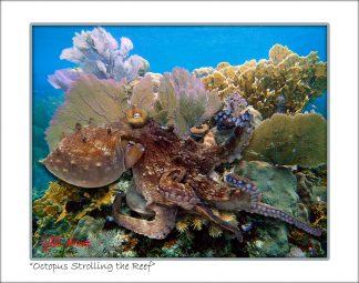 "Octopus Strolling The Reef"
