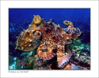 "Octopus  In The Reef"