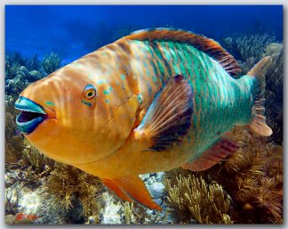 "ParrotFish"