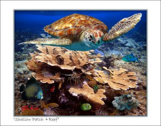 "Shallow Patch Reef"