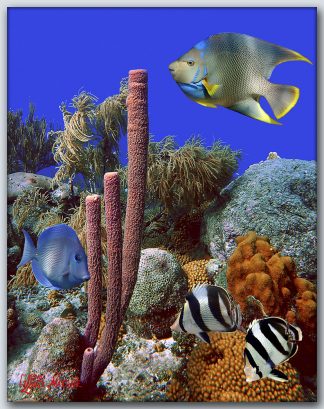 "Sponge And Corals"