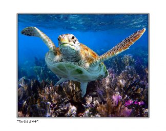 "Turtle #44"