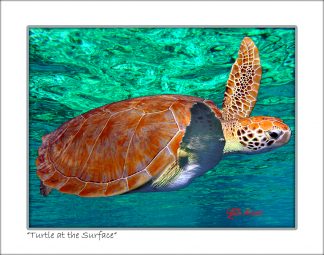 "Turtle At The Surface"