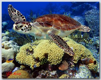 "A Coral Garden"