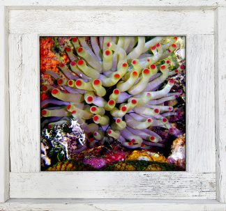 "Anemone"