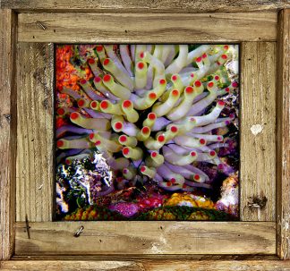 "Anemone"