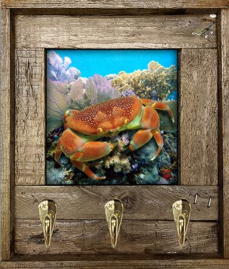 "Bat Crab On The Reef"