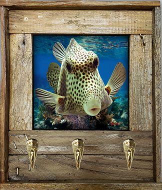 "Boxfish Kiss"
