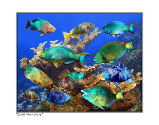 "Coral Munchers"