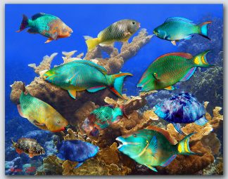 "Coral Munchers"