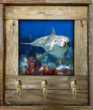 "Dolphin And Gorgonians"