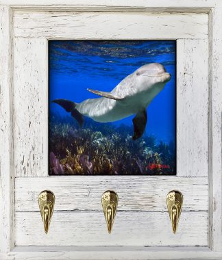 "Dolphin On The Dropoff"