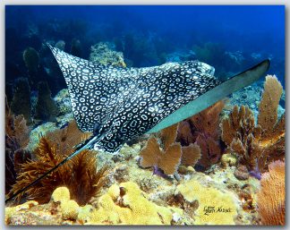 "Eagle Ray At Grecian Rocks"