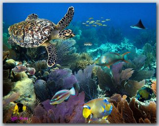 "Fandango Reef"