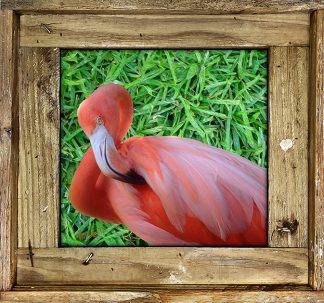 "Flamingo In The Grass"