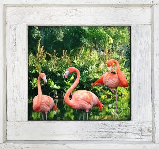 "Flamingo In Trio Pond"