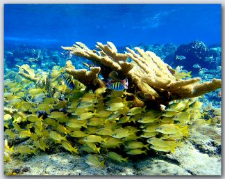 "Freeport Reef"