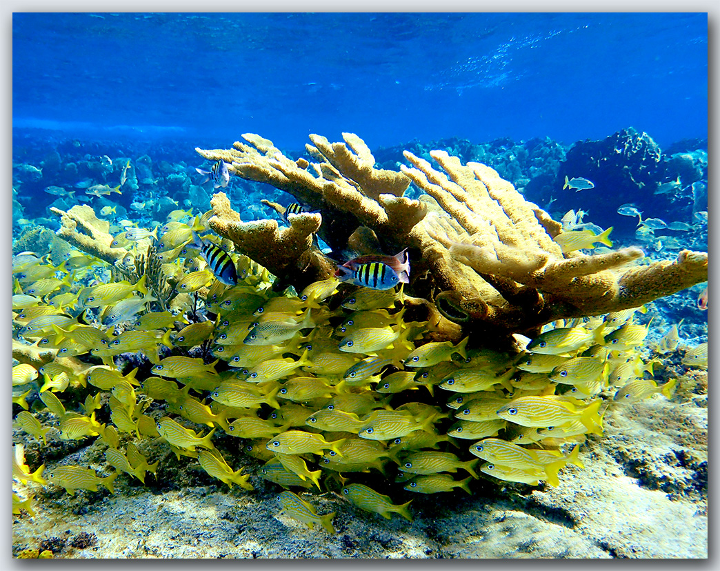 "Freeport Reef"