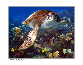 "Garden Of Corals"