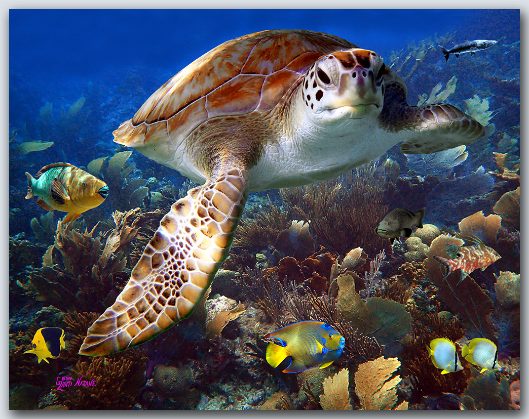 "Garden Of Corals"