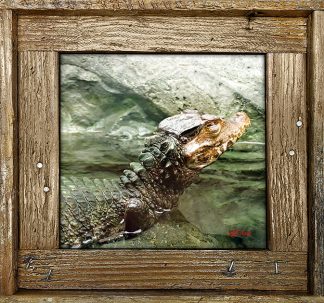 "Gator"