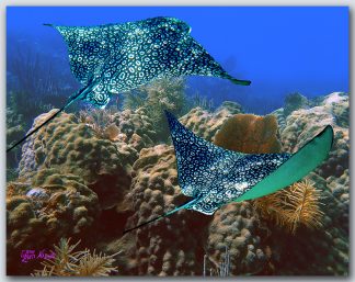 "Gliding Over The Coral"