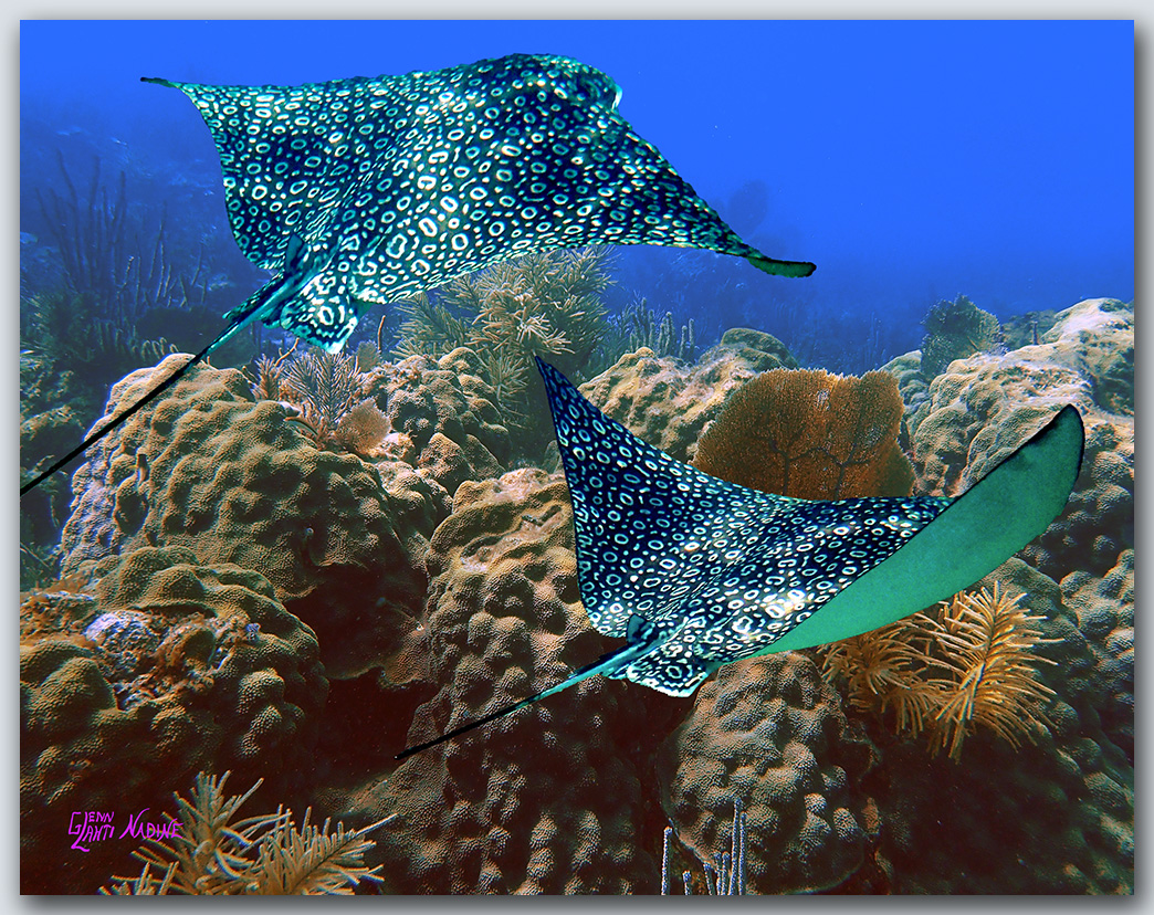 "Gliding Over The Coral"
