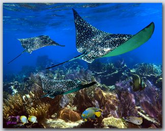 "Gliding Over The Coral 2"