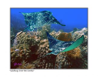 "Gliding over the coral"