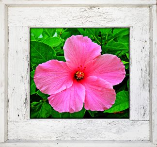 "Hibiscus"