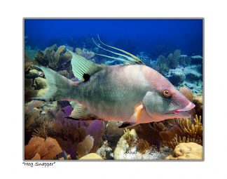 "Hog Snapper"