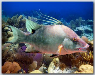 "Hog Snapper"
