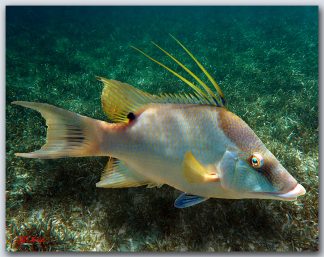 "Hogfish In The Grass"