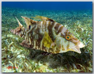 "Hogfish Hiding In The Grass"
