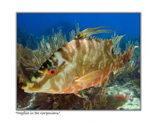 "Hogfish In The Gorgonians"