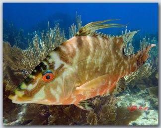 "Hogfish In The Gorgonians"