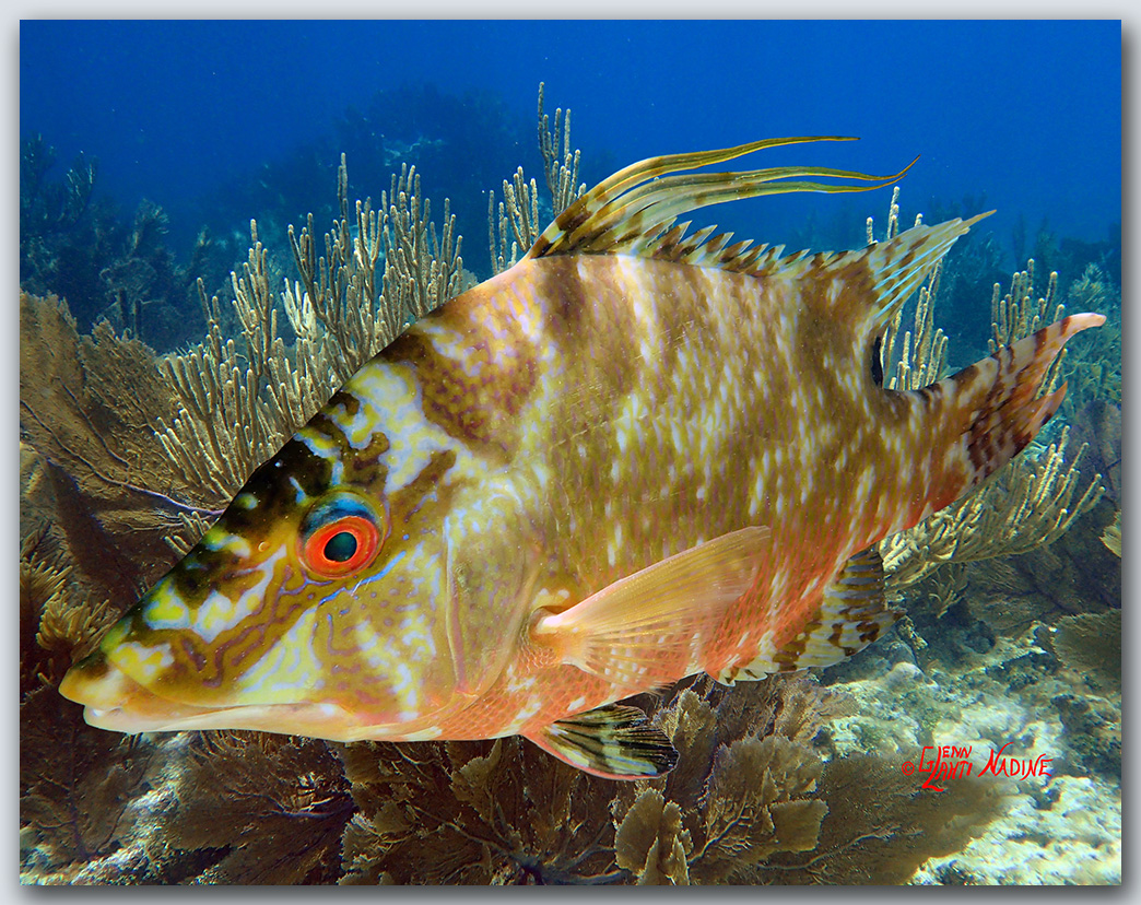 "Hogfish In The Gorgonians"