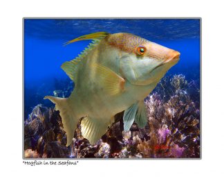 "Hogfish In The Seafans"