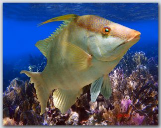 "Hogfish In The Seafans"