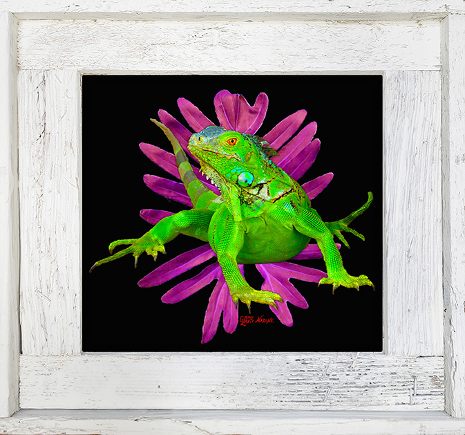 "Iguana And A Leaf"