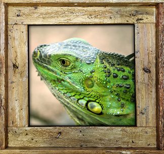 "Iguana Up Close"