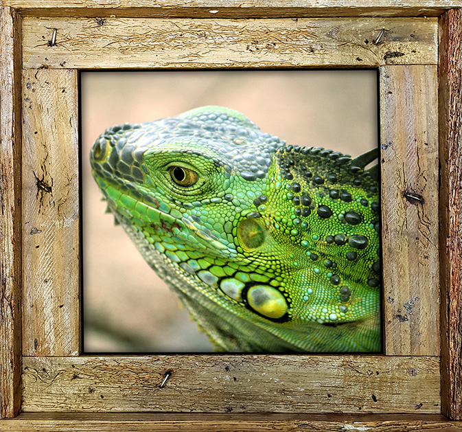 "Iguana Up Close"
