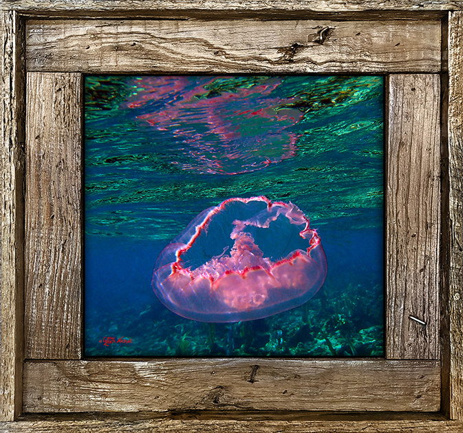 "Jellyfish Reflection"
